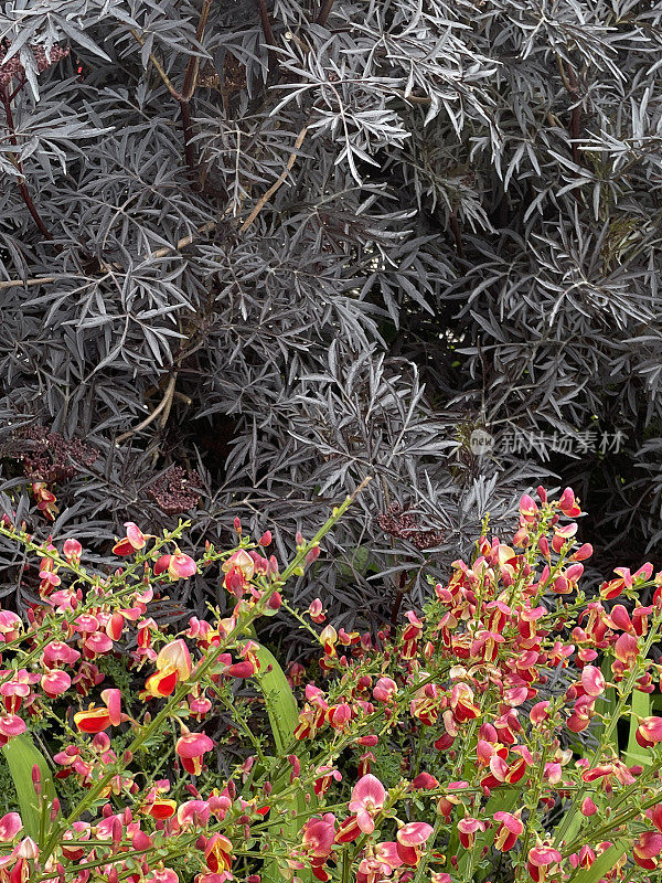 全帧图像:接骨木(Sambucus nigra)的紫色叶片和开花的金雀花(Cytisus)在花园边缘，聚焦于前景